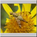 Terellia tussilaginis - Bohrfliege 05.jpg